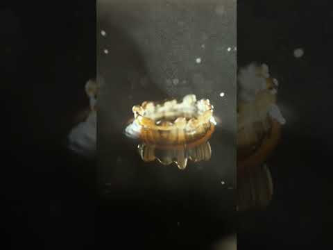 Apresentando Oleato™, café Starbucks com infusão de azeite extra virgem Partanna®.