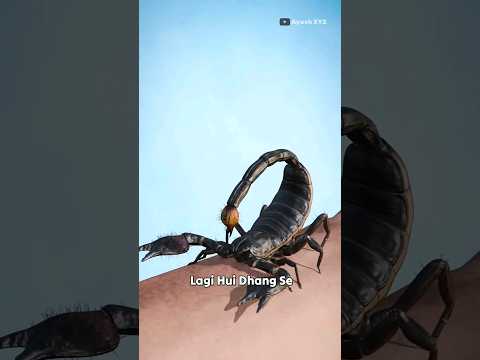 How Scorpion stings?