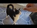 Friendly Tuxedo Cat Asking Me For Food And Love And A Homeless Kitten