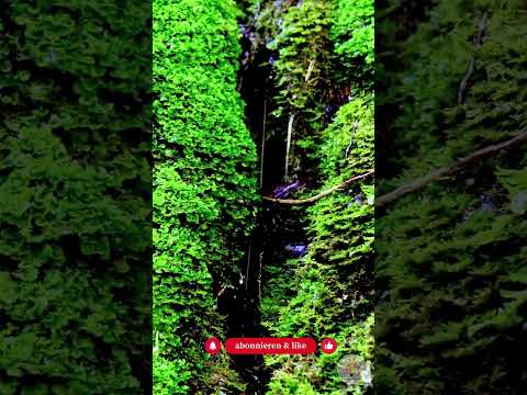 Schatten als Chance: Top 3 heimische Bodendecker statt Kies und Vlies