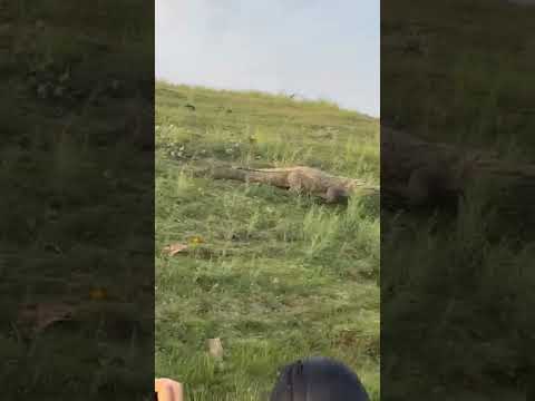 #crocodile#chambal#rameshwar#sawai madhopur#like#Shanu all