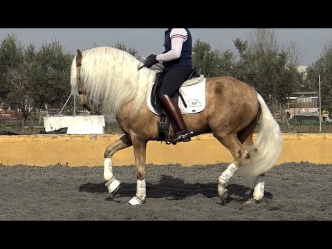 **SOLD** Lovely PRE x Lusitano Stallion 2015 - 1,61 m | #MP400