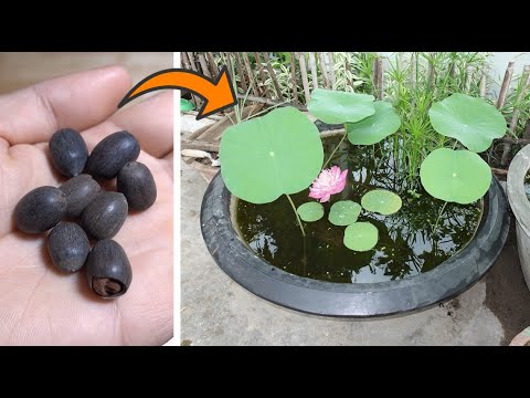 Como cultivar Flores de Loto desde semillas