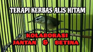 Download lagu MASTERAN KERAK BASI ALIS HITAM | TERAPI KERAK BASI ALIS HITAM mp3
