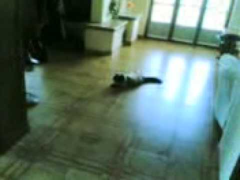 Cazzate-come spaventare un gatto by spargisale1990