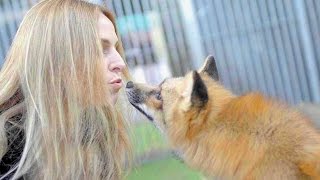 THE FOX RESCUER! Lady who rescues dozens of foxes