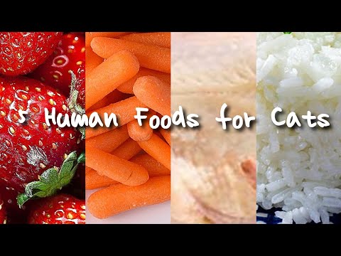 5 Human Foods for that are Safe for Cats!!