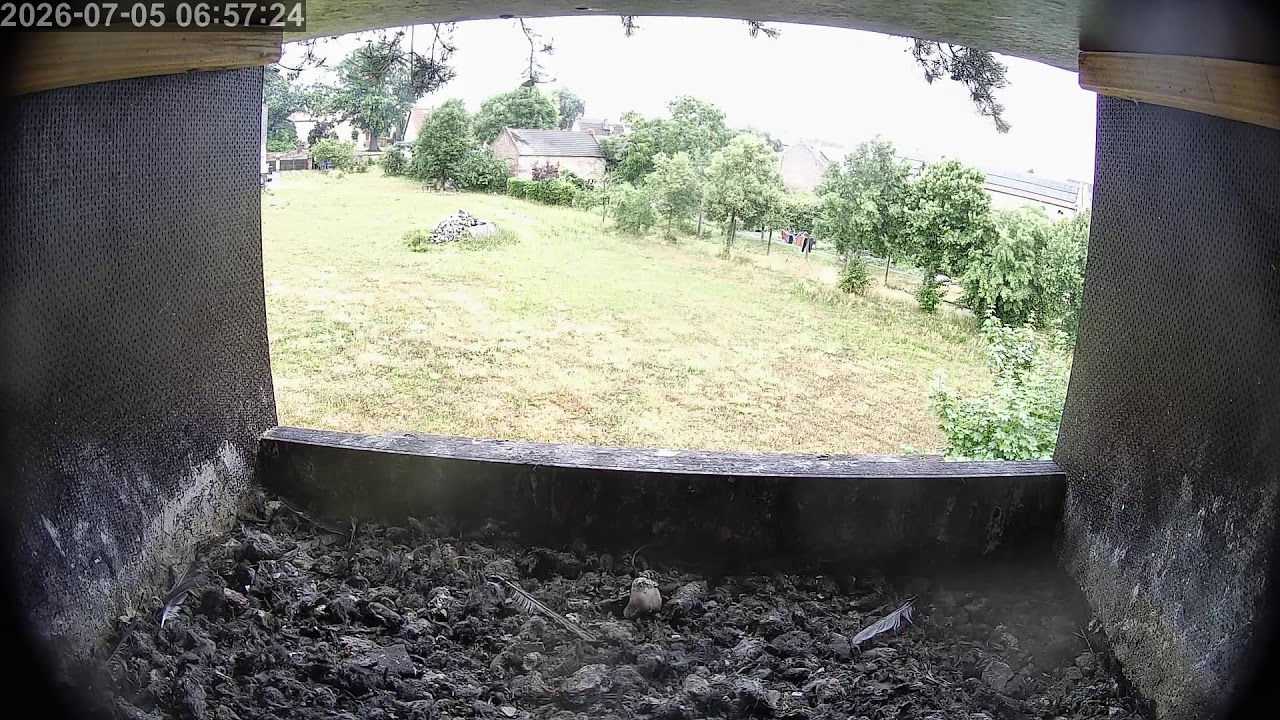 Live webcam view of Kestrel Nest Box, Fohrde