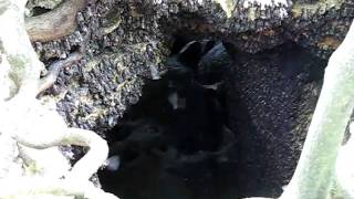preview picture of video 'Montfort Bat Cave Samal Philippines'