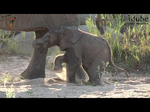 African Elephants: Tiny Calves In The Herd