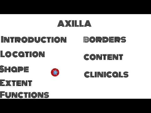 Understanding the Axilla: Anatomy Made Easy for Beginners
