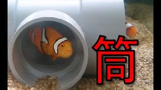 筒の中からこんにちは　クマノミ　Anemone Fish