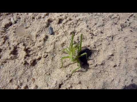 Grille (ohne Gesang)