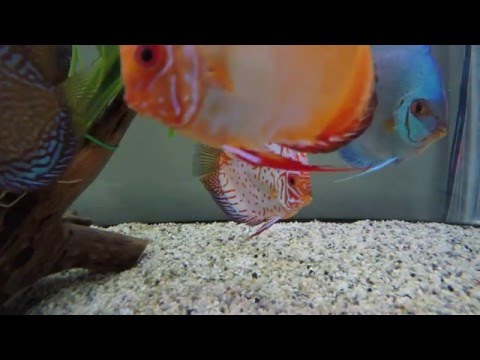 Discus Fish Tank GoPro View