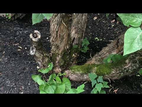 Yellow Jackets Harboring in a Tree in Manalapan, NJ
