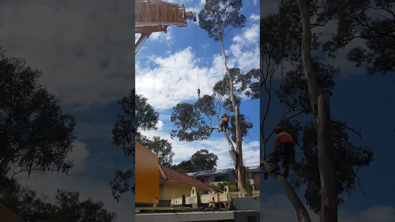 Eucalyptus tree removal. 55 ton AT crane