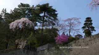 春の妙義神社