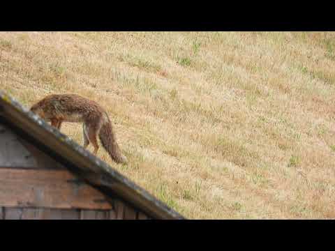 Red Fox hunting Voles