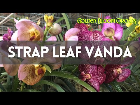 image-What is a strap leaf vanda?