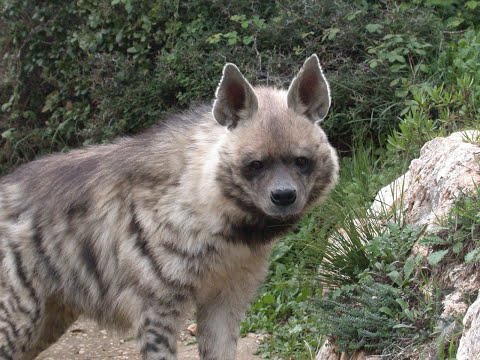 “The Striped Hyena: The Silent Survivor”