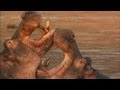 Hippo Fight