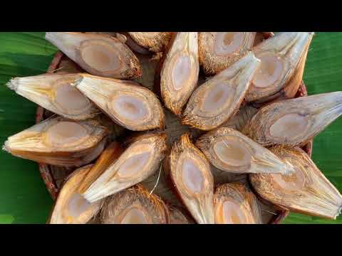 nipa / fruticans/ nipa palm / mangrove palm jam
