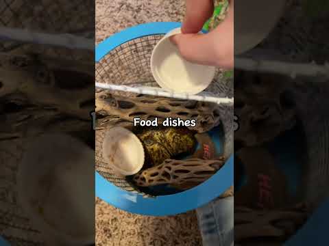 “Hermit crabs are small so it is fine!” (B) #hermitcrab #care #habitat #stophermitcrababuse