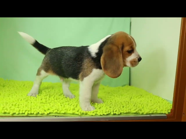 ブリーダー/ショップマロニエケンネル MARRONNIER KENNELのビーグルで番号が3073です