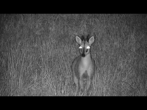 Djuma: Common Grey Duiker male - 00:01 - 05/24/19