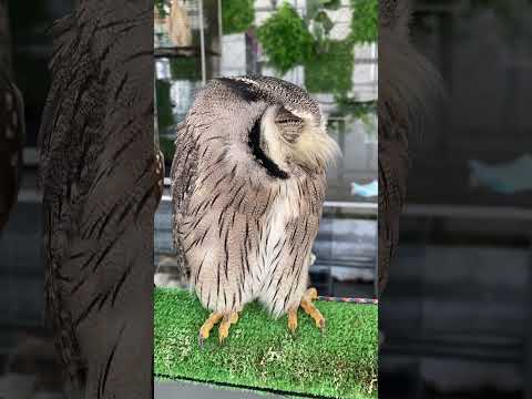 IUCN分類における絶滅の危険性を示す図。