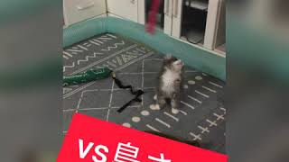 いろんなおもちゃで無心に遊ぶ子猫①