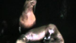 SeaLionCaves.avi