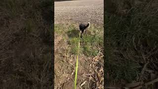 Video preview image #1 Border Collie-Unknown Mix Puppy For Sale in Garden City, NY, USA