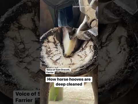 馬蹄是如何被深層清潔的 #馬蹄 #馬蹄 #深層清潔 #科學內參 #短褲 (How Horse Hooves Are Deep Cleaned #horseshoes #horsehooves #deepcleaned #scienceinsider #shorts)
