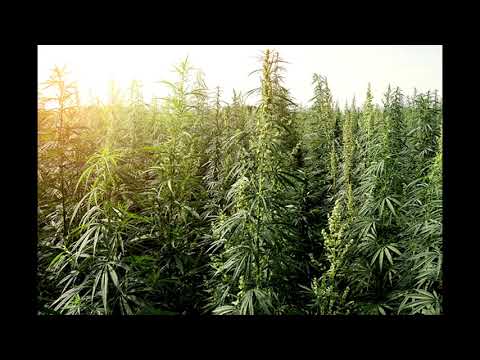 Młody Pafto - Chilluje się