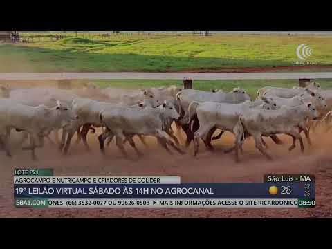 19º Leilão Agrocampo Nutricampo & Criadores de Colíder será realizado neste sábado pelo AgroCanal