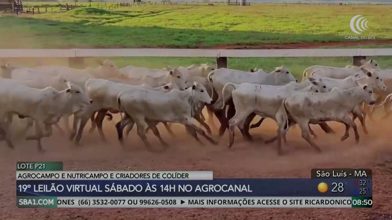 19º Leilão Agrocampo Nutricampo & Criadores de Colíder será realizado neste sábado pelo AgroCanal