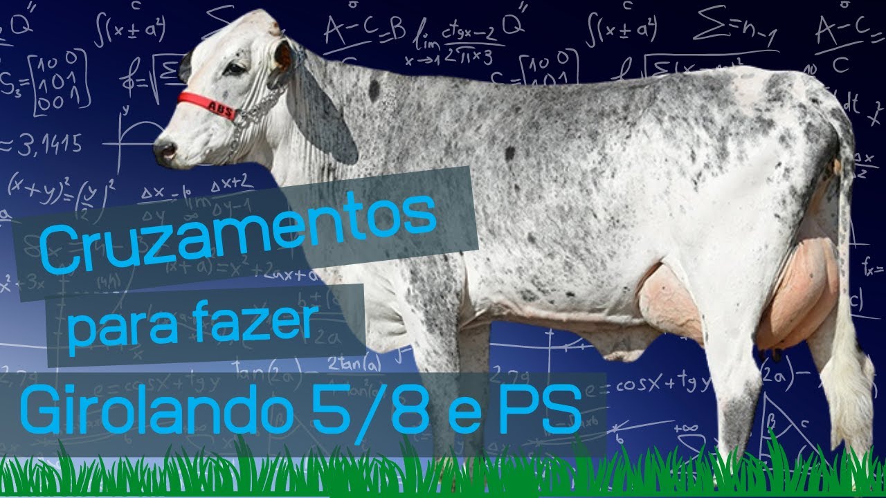 Girolando 5/8 e PS: GUIA rápido de CRUZAMENTOS