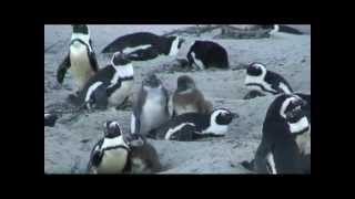 preview picture of video 'Penguins at Boulders Beach'