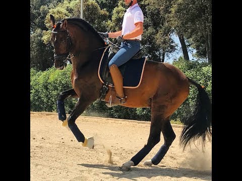 SOLD TO USA !! Luxury PRE Dressage Horse - PSG movements - PIRO FREE
