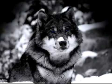 Mary Ramia - Pobre flor