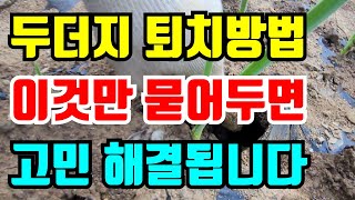 농사망치는 두더지 퇴치방법 이것만 묻어두면 끝