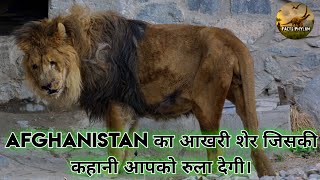 Marjan - The Last Lion of Afghanistan Story in Hin