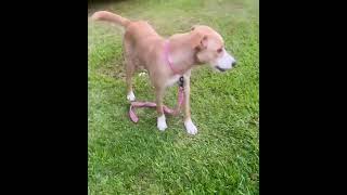 Video preview image #1 Collie-Labrador Retriever Mix Puppy For Sale in Virginia Beach, VA, USA