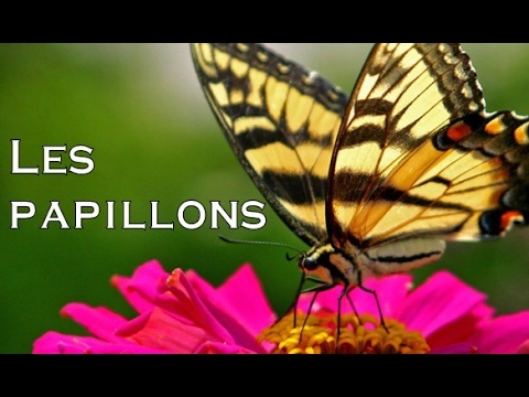 Les papillons