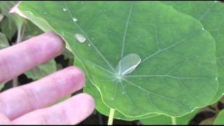 Lotus effect (Scienza in giardino)