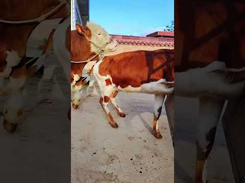 Daily life diary of a rural cattle farmer #776