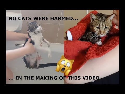 I gave my cats a bath!