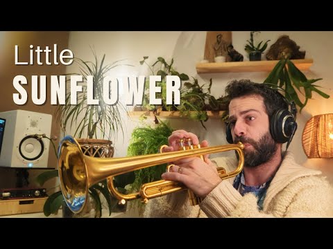 Little Sunflower - Jazz standards lounge