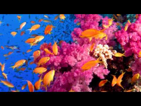 1016 Hinario - Luiz Mendes - Firmeza #15